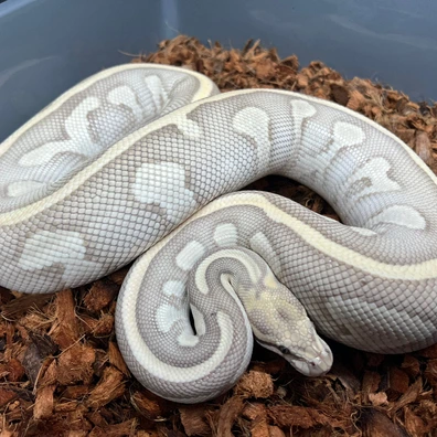 Butter Leopard Desert Ghost Ball Python - female for sale from Design Reptiles