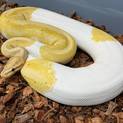 Banana Piebald Het Hypo Ball Python - female for sale from Design Reptiles