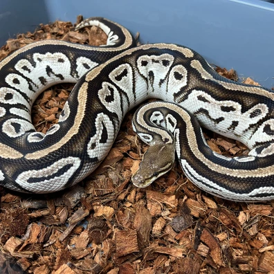 OD Mojave Bongo Het Clown Ball Python - female for sale from Design Reptiles