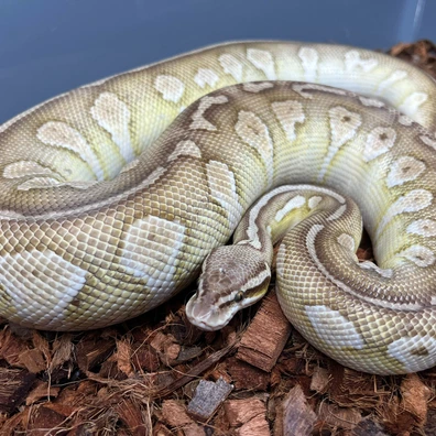 Stranger Butter Pastel Het Clown Poss Vanilla Ball Python - female for sale from Design Reptiles