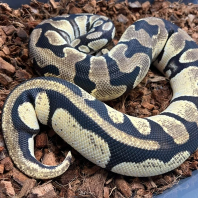 Super OD Het Pied Ball Python - female for sale from Design Reptiles
