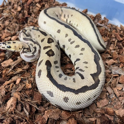 Batman Fire Poss Super Leo Ball Python - female for sale from Design Reptiles