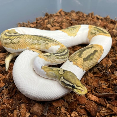 Hypo Pied (Deformity Of One Eye) Ball Python - female for sale from Design Reptiles