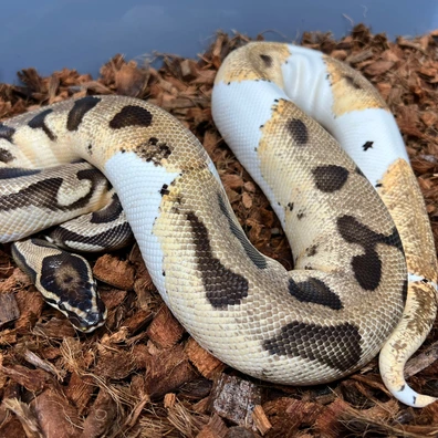 OD GeneX Piebald Ball Python - female for sale from Design Reptiles