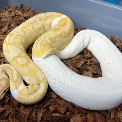 Banana Piebald Ball Python - female for sale from Design Reptiles