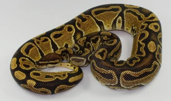 Trojan Ajax Trick Ball Python by Designer Ball Pythons