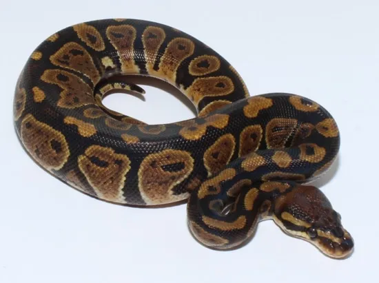 Arcane Ball Python by Designer Ball Pythons