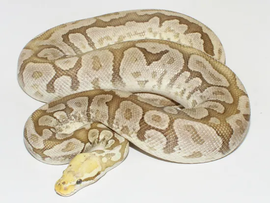 Super Pastel Leopard Bamboo Ball Python by Designer Ball Pythons