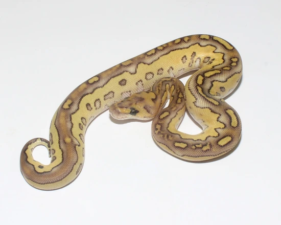 Lesser Clown Ball Python by Designer Ball Pythons