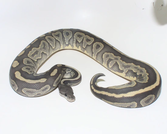 Cinder Hypo Ball Python by Designer Ball Pythons
