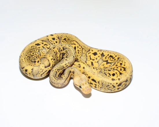 Super Pastel Confusion Crypton Ball Python by Designer Ball Pythons