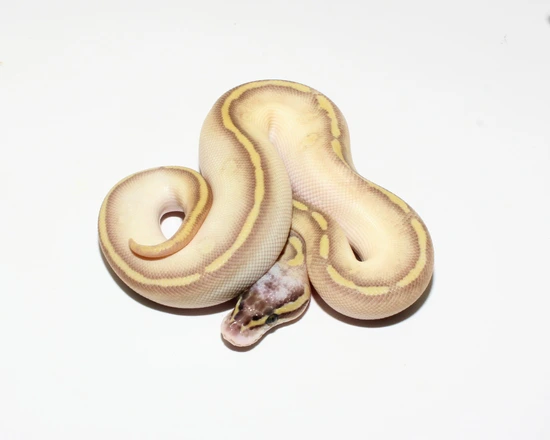 black pastel bongo ball python by freedom breeder -... Bongo Pastel Lesser Enchi Possible Stranger Or Black Pastel Ball Python ...