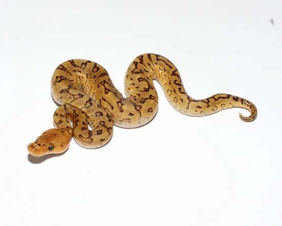 Mojave Pinstripe Clown Het Hypo Ball Python by Designer Ball Pythons