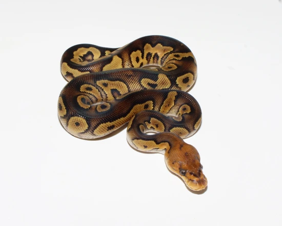 Wookie Or Raven Clown Ball Python by Designer Ball Pythons