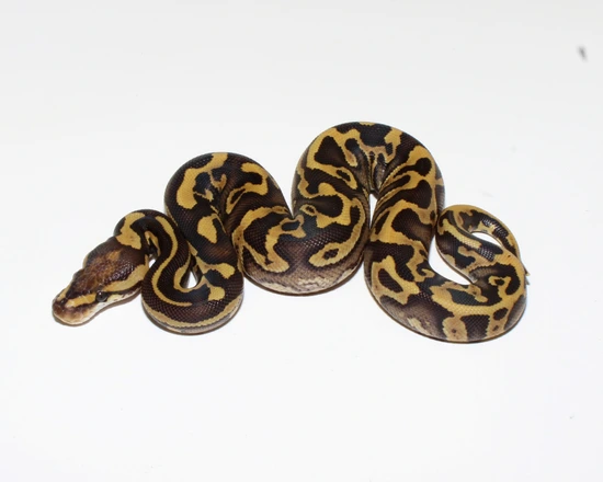 Confusion Mojave Crypton Ball Python by Designer Ball Pythons