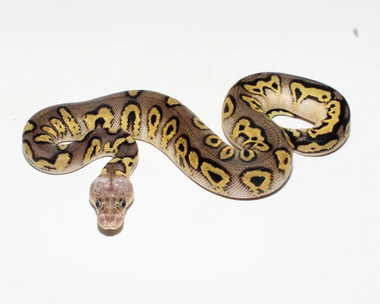 Stranger Pastel Clown Ball Python by Designer Ball Pythons