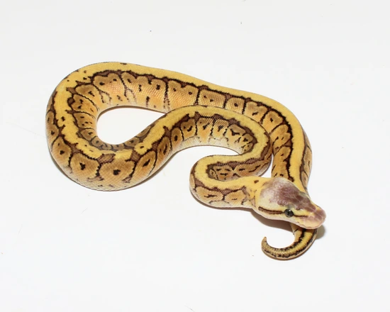 Pinstripe Pastel DH Het Sunset Het Clown Ball Python by Designer Ball ...