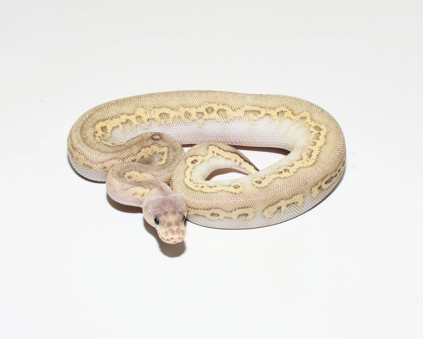 Fire Pastel Cinnamon Clown Possible Red Stripe Ball Python by Designer ...