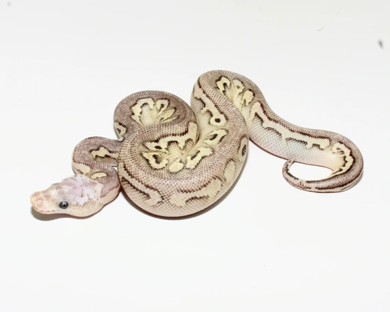 Firefly Cinnamon Ball Python Cinnamon Firefly Clown Ball Python by Designer Ball Pythons