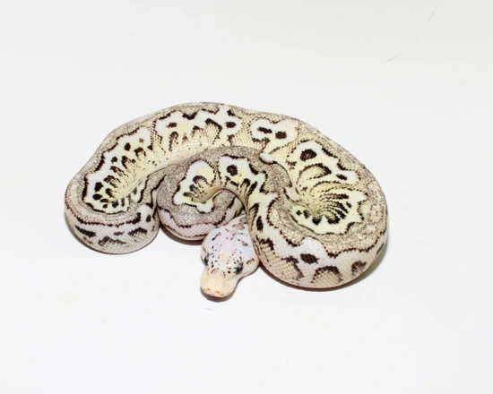 Spotnose Fire Pewter Clown Ball Python by Designer Ball Pythons