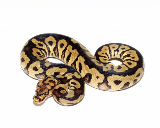 Spotnose Clown Ball Python by Designer Ball Pythons