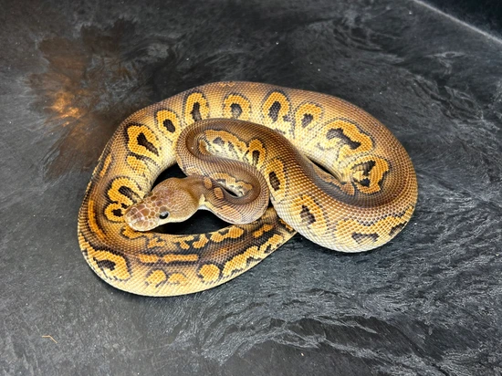 Mahogany Cinnamon Clown Ball Python by Designer Morphs