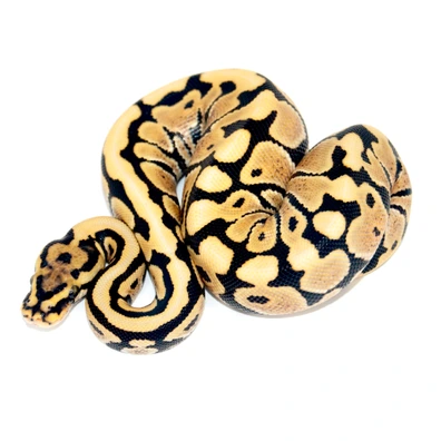 Spotnose Desert Ghost 66% Het Clown 50% Het GS