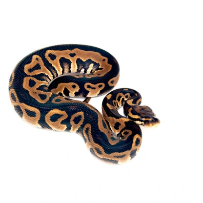 HRA Leopard 100% Het Hypo 66% Dh DG Clown Ball Python - male for sale from Designer Morphs
