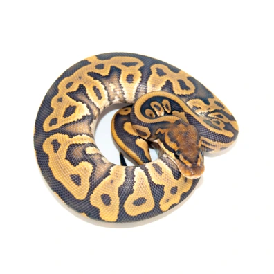 Leopard Hypo Dbl Het DG Clown Ball Python - female for sale from Designer Morphs