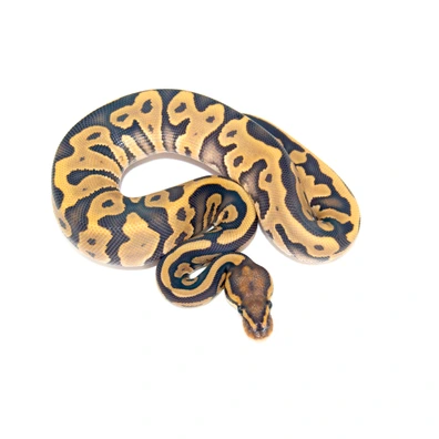 Leopard Hypo Het DG Ball Python - female for sale from Designer Morphs