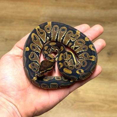 Hamm! 100% Het Monsoon 66% Het Clown Ball Python - male for sale from Designer Morphs