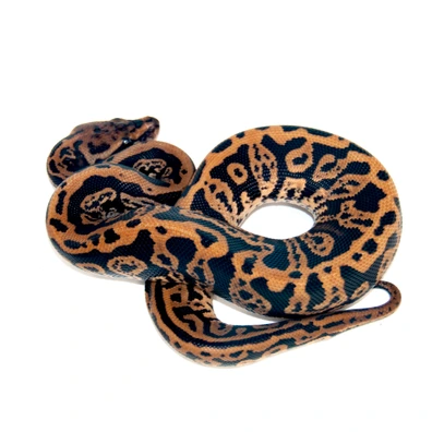 Hamm: Confusion Black Pastel Spotnose Dh Hypo Clown 50% Het GS Ball Python - male for sale from Designer Morphs