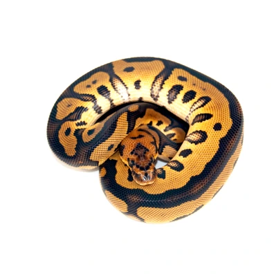 Hamm: Leopard Clown Het Hypo Ball Python - male for sale from Designer Morphs