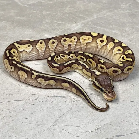Butter Pastel 100% Het Ultramel Ball Python by Designer Python