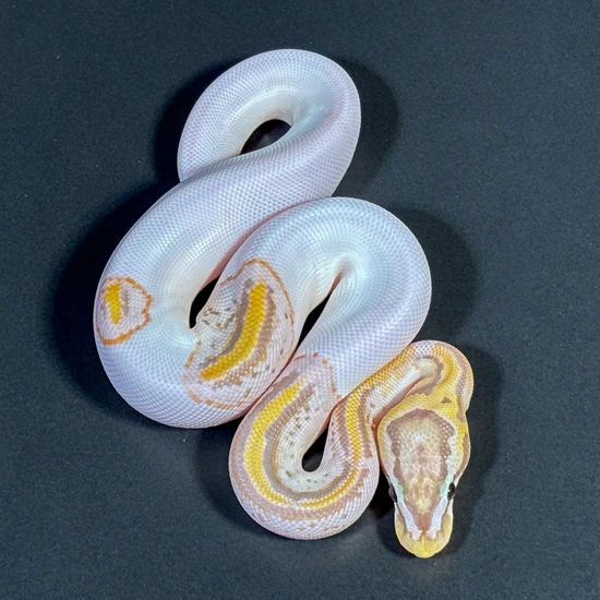 Coral Glow Pastel Piebald Het Clown Ball Python by Designer Python