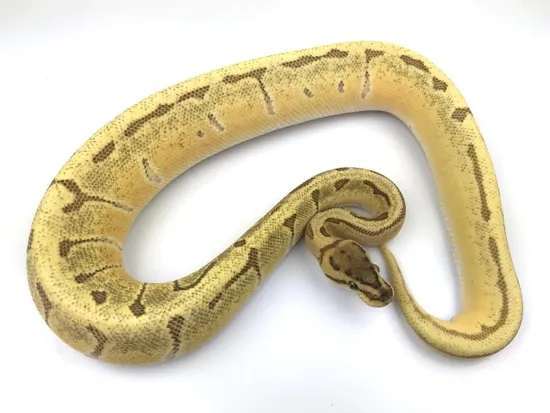 Orange Dream Fire Enchi Pinstripe Ball Python by Royal Constrictor Designs