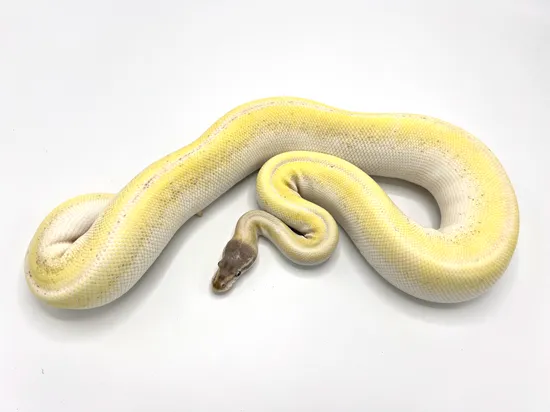 Super Mojave Breeder Ball Python by Royal Constrictor Designs
