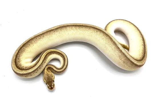 Firefly Butter Genetic Stripe Ball Python by Royal Constrictor Designs