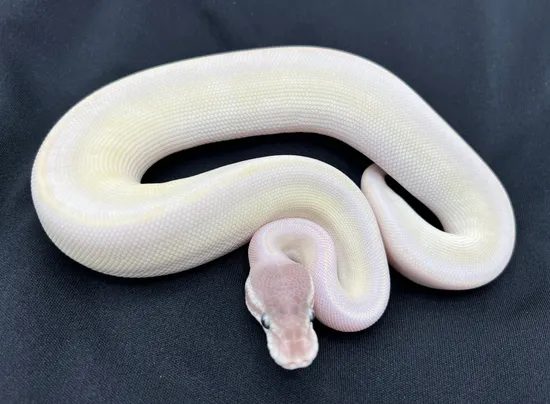 Super Mojave Ball Python by Royal Constrictor Designs