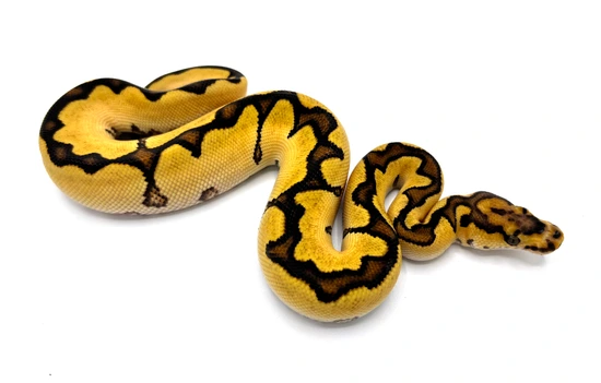 Orange Dream Yellowbelly Vanilla Clown Ball Python by Royal Constrictor ...