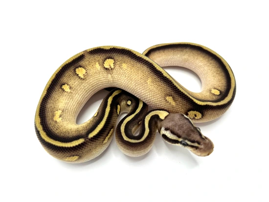 Stranger Pastave 100% Het Clown Ball Python by Royal Constrictor Designs