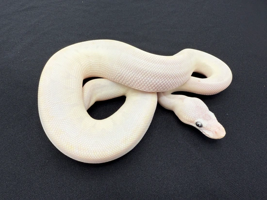 Bamboo Mystic Ball Python by Royal Constrictor Designs