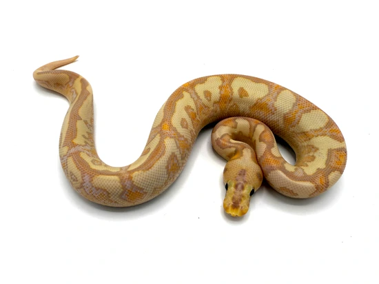 Banana Fire Spotnose Calico Yellowbelly Clown Ball Python by Royal ...