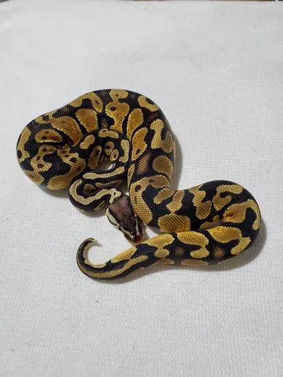Pastel 50% DH Ultramel/Hypo Pos. Dinker Ball Python by DB Exotic Morphs
