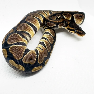 Dh Cryptic Desert Ghost 50% Het Pied Ball Python - female for sale from JD Snakes