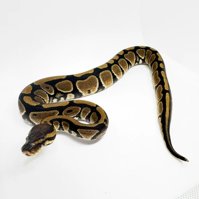 Dh Cryptic Desert Ghost 50%het Pied Ball Python - female for sale from JD Snakes