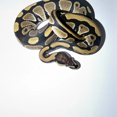Dh Cryptic Desert Ghost 50%het Pied Ball Python - male for sale from JD Snakes
