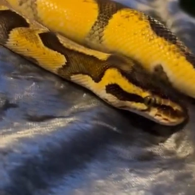 Various Proven Breeders