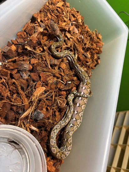 2025 1.1 Kalatoa Blood Super Dwarf (75%)het Purple Het Anery ...