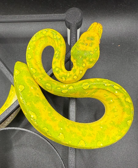Biak Green Tree Python by DCT Reptiles